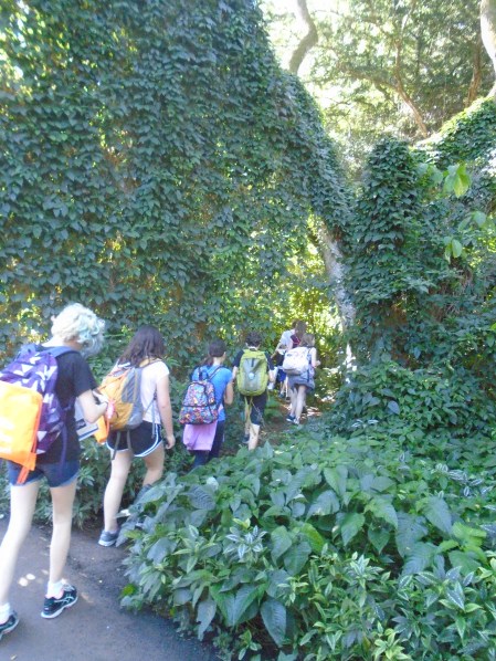 Group walking into forest